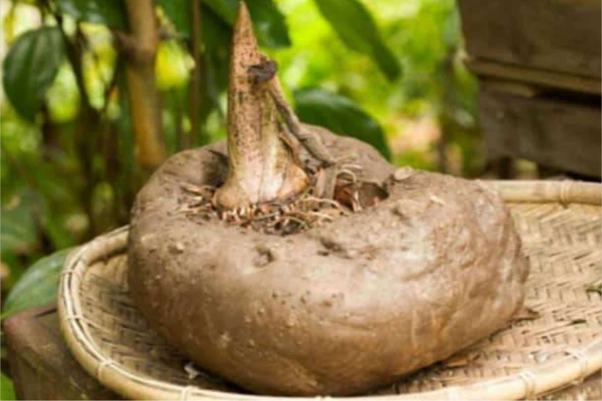 Glucomannano proprietà e benefici