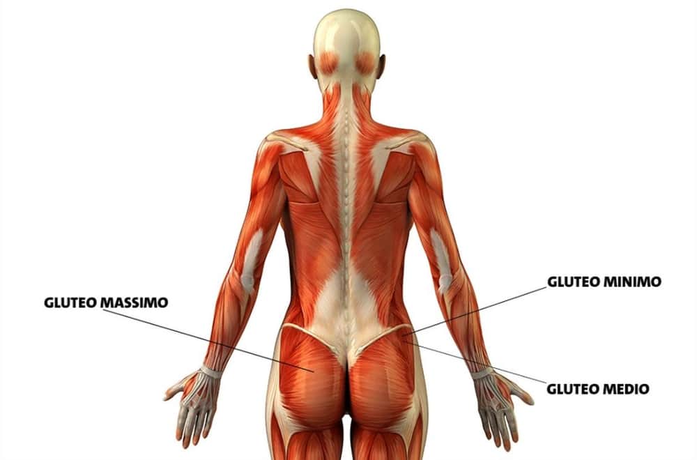 I muscoli che compongono i glutei